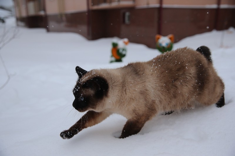 Москвичам предложили вакансию специалиста по подсчету бездомных котов
