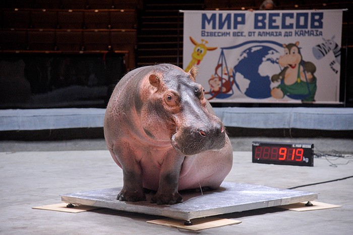 Росгосцирк начинает масштабную акцию по взвешиванию животных