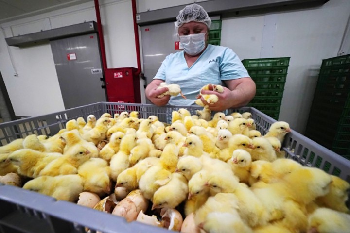 «Нервная реакция»: исчезнет ли мясо птицы с российских прилавков