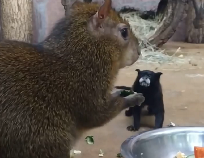 Дерзкое «преступление» обезьянки тамарин раскрыли в Ленинградском зоопарке