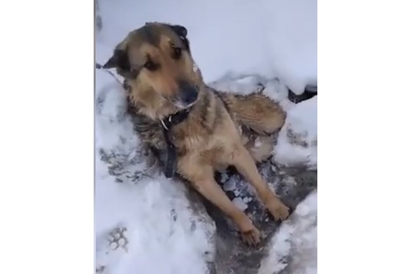 Видео спасения вмерзшего в лед пса появилось в Сети