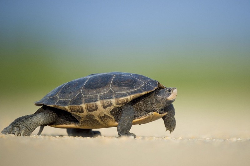 Черепахи, пиявки и рыбки: названо число животных, «пролетевших» через Пулково