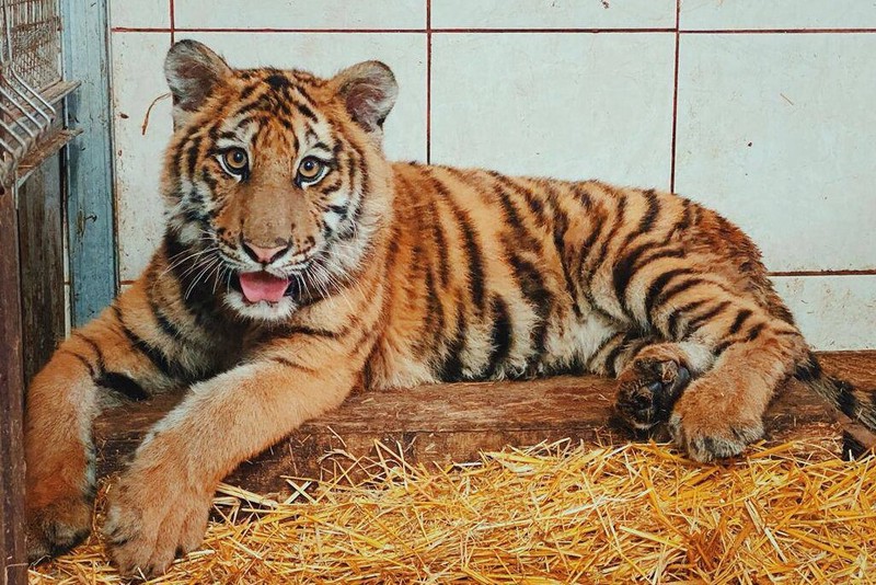 Бенгальскому тигренку подготовили летний вольер в Центре реабилитации диких животных