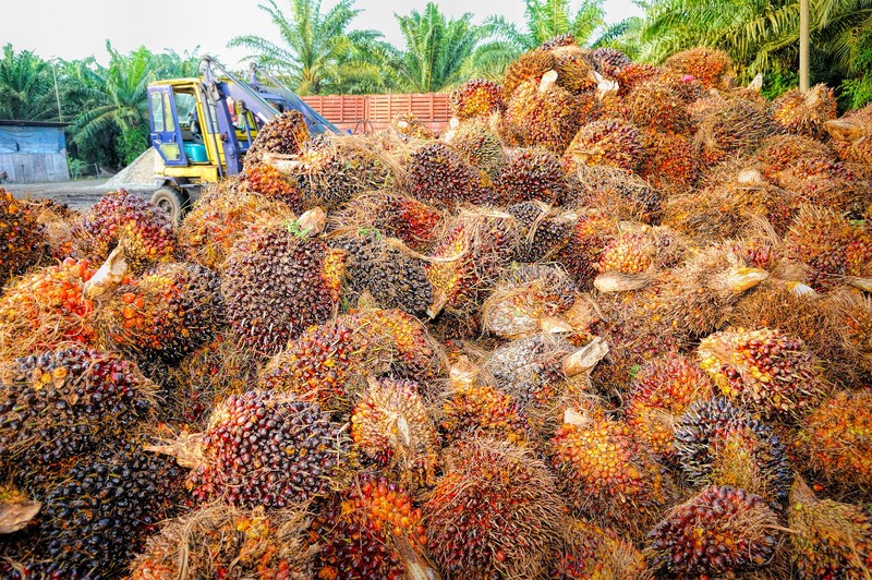 Депутат Госдумы назвал пальмовое масло экологически чистым продуктом