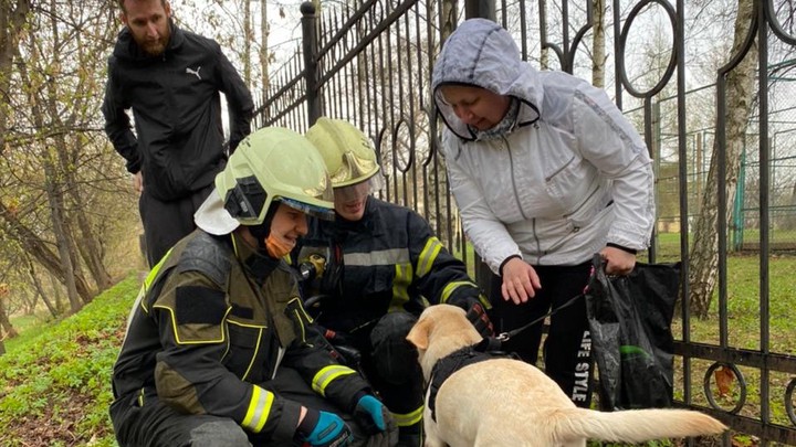 Застрявшего в заборе лабрадора освободили в Москве