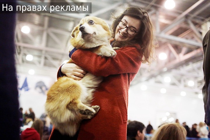 Специалисты составили топ пород собак для ребенка