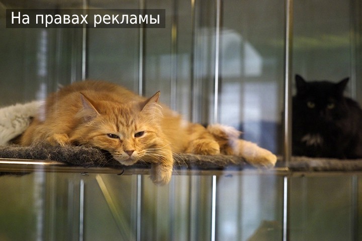 Ночные кошачьи концерты. Почему и что делать