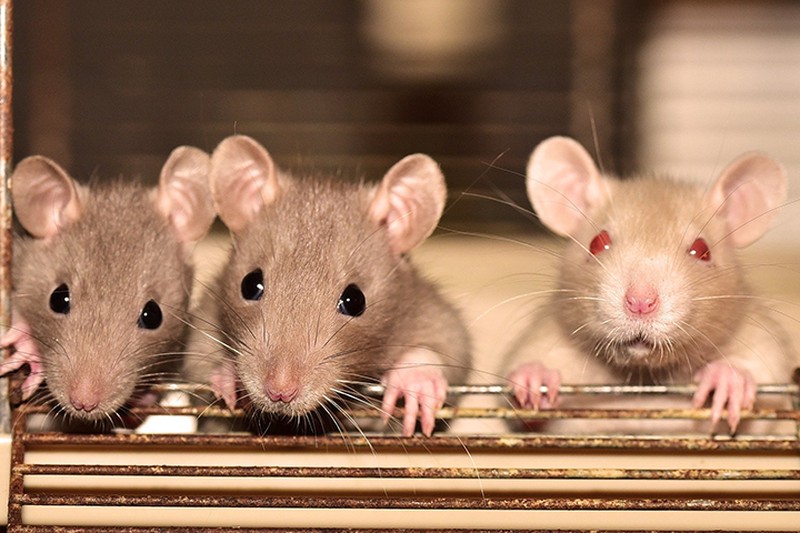 Обнаружение рака с помощью крыс доказало свою эффективность