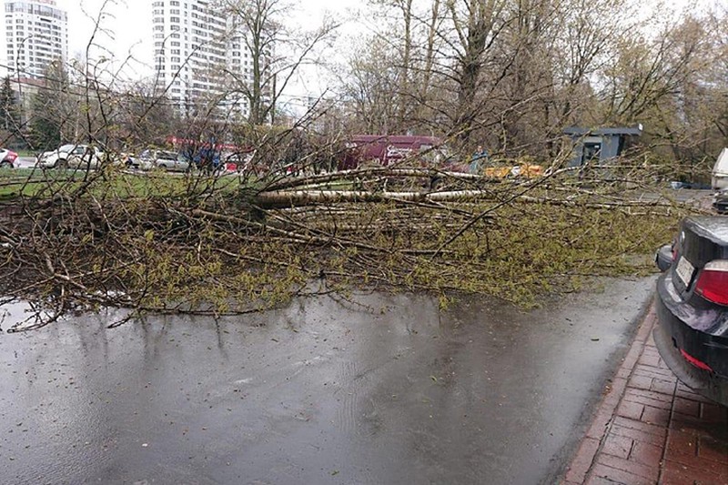 Дерево упало на 13-летнюю девочку в юго-западном районе Москвы