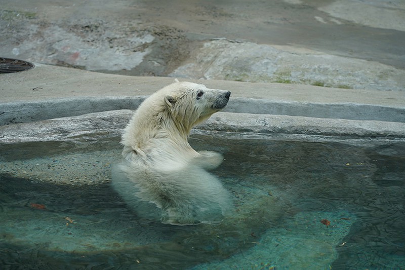 Спасенный в Арктике белый медвежонок поселился в Московском зоопарке