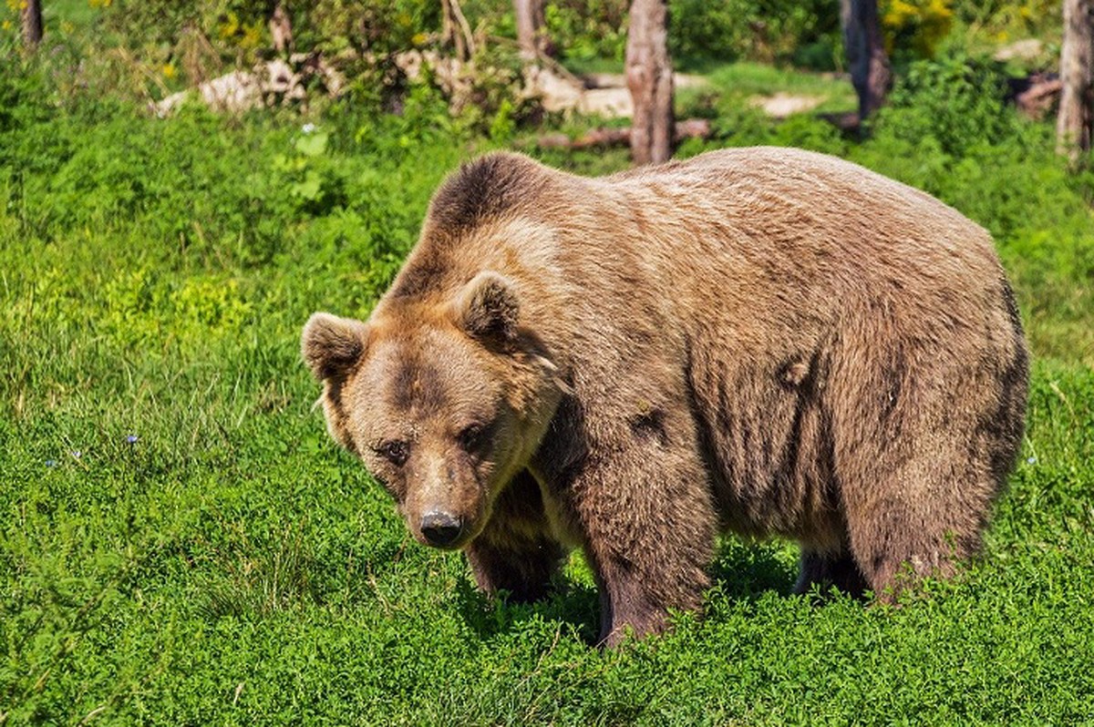 «Он — хищник, вы — добыча»: как выжить при встрече с медведем в лесу