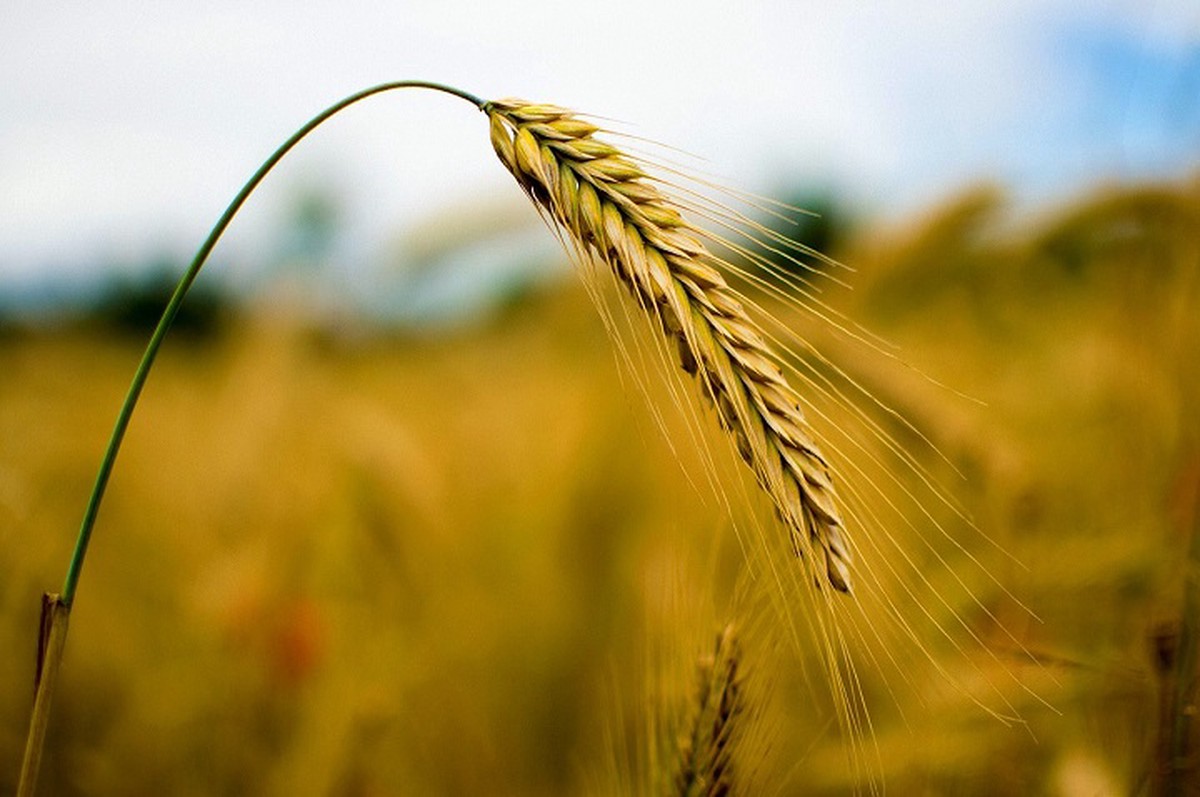 Новый сорт пшеницы начали выращивать в Подмосковье