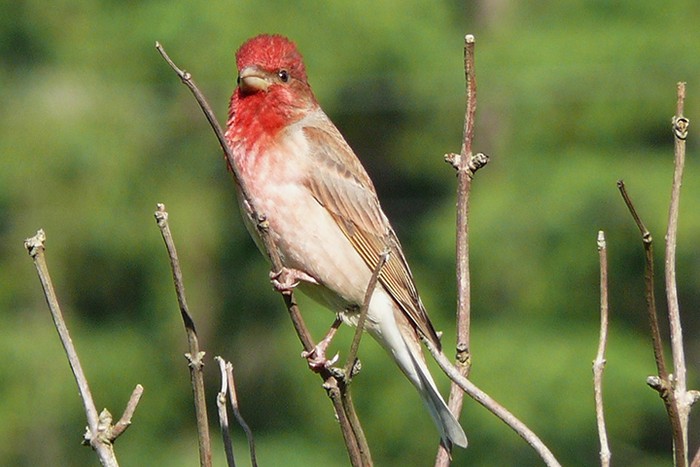 Мосприрода пригласила присоединиться к ежегодному учету птиц EuroBirdwatch