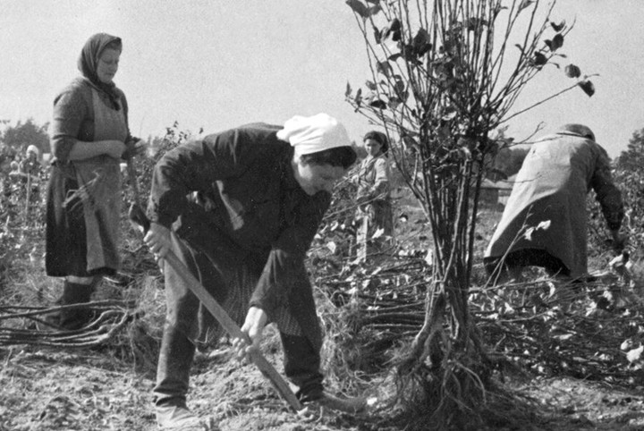 Главархив рассказал, как в Москве развивали огородничество в 1950 году