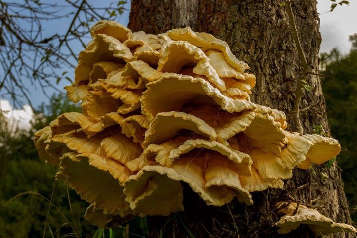 Что нужно знать, отправляясь в лес за весенними грибами