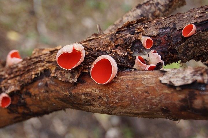 Что нужно знать, отправляясь в лес за весенними грибами