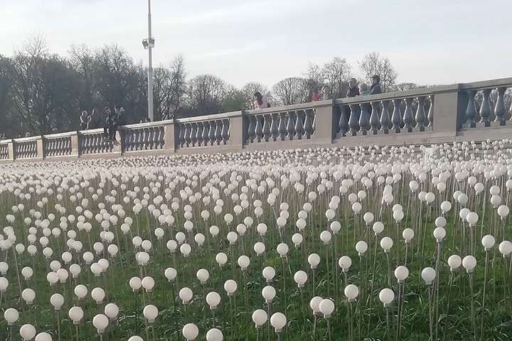 И на клумбах будут лампочки цвести