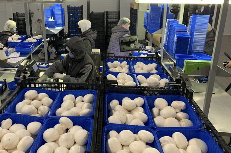 Свыше 2,5 тысячи тонн грибов вырастили в Подмосковье с начала года