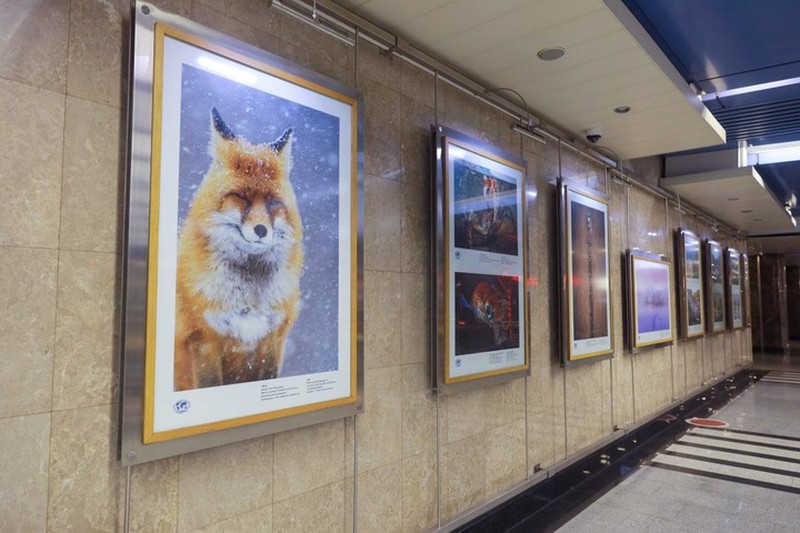 Фотовыставка открылась на станции столичного метро «Выставочная»