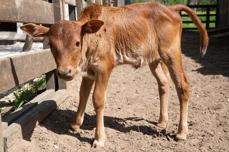 Москвичи выберут имя теленку зебу из «Городской фермы» на ВДНХ