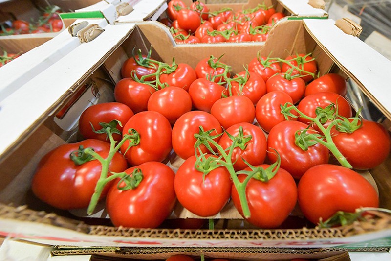 Россельхознадзор одобрил импорт томатов с пяти предприятий Азербайджана