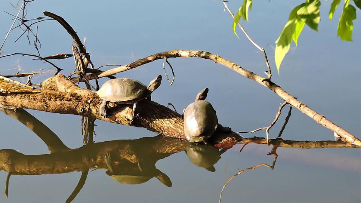 Десять болотных черепах обнаружили в парке «Кузьминки-Люблино»