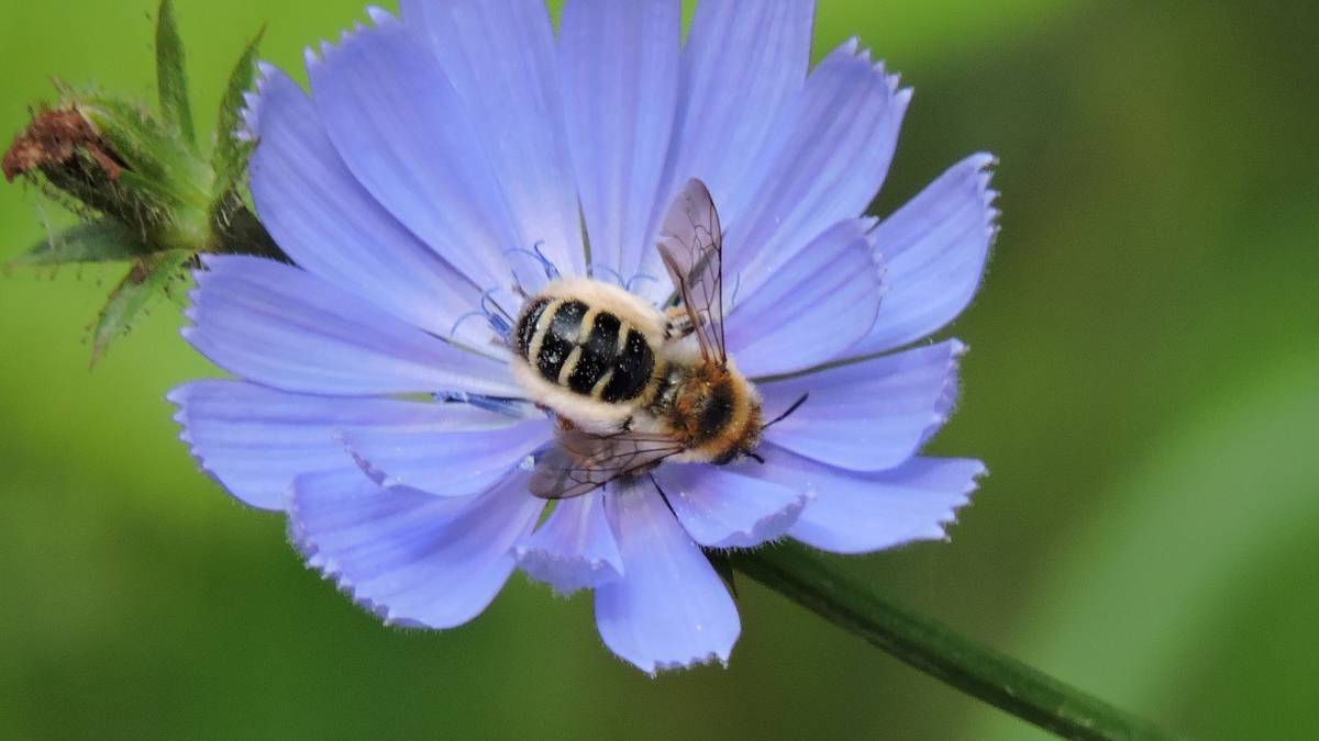 Мохноногая пчела работает не покладая лап