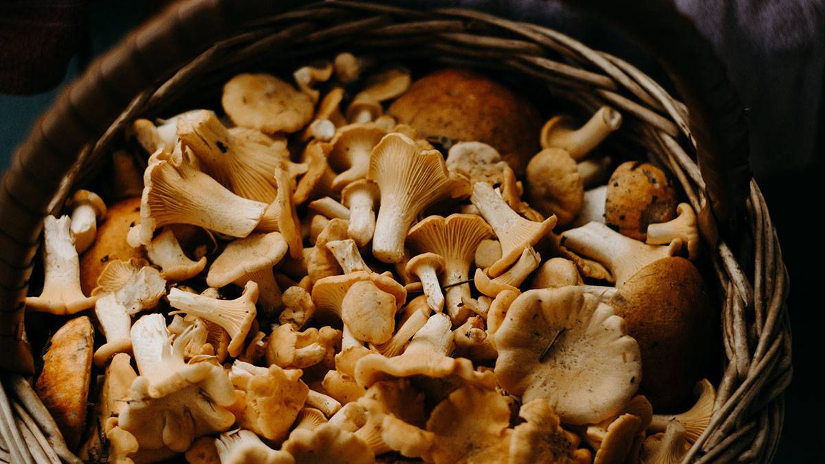 Ученые рассказали, как грибы влияют на депрессию и продолжительность жизни