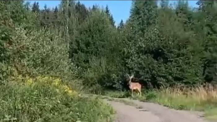 Красавец олень вышел к людям из леса под Зеленоградом