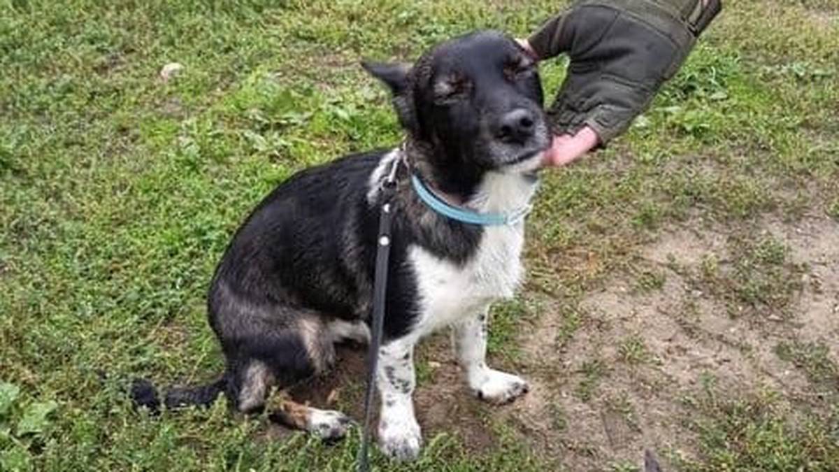 Поисковики нашли собаку Еву, потерявшуюся в аэропорту Домодедово