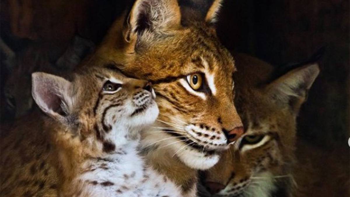 Московский зоопарк в День отца рассказал о самых заботливых самцах