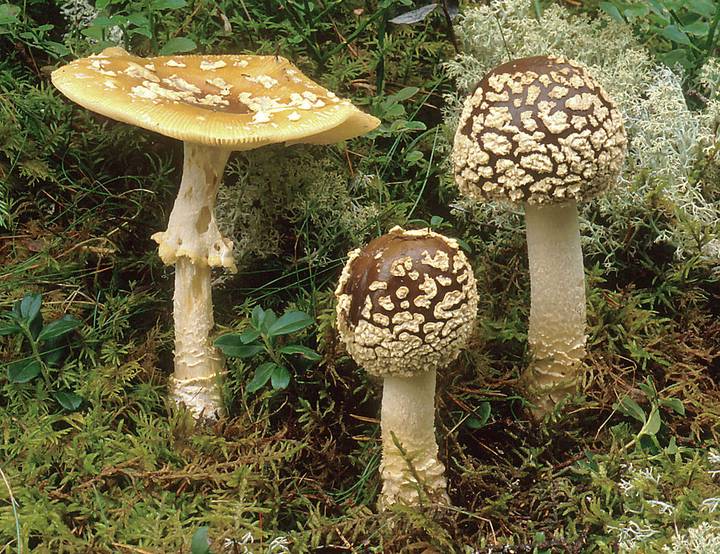 Страсти по мухомору: откуда взялся опасный грибной тренд