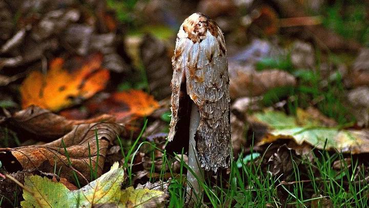 Какие грибы можно найти в лесу в конце октября