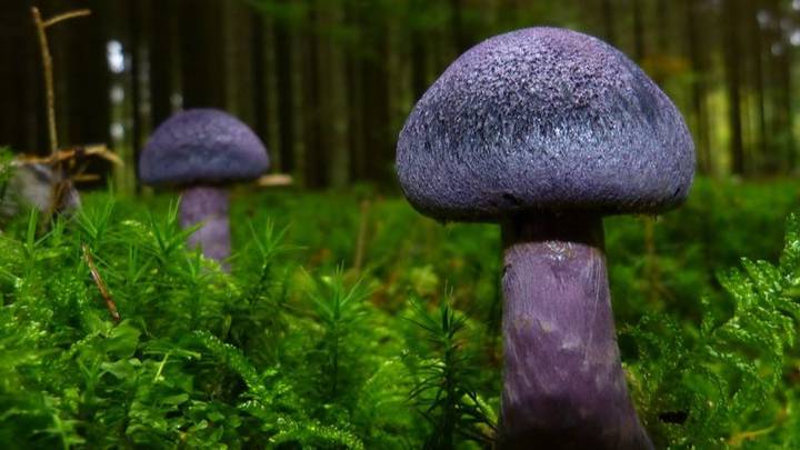 Какие грибы можно найти в лесу в конце октября