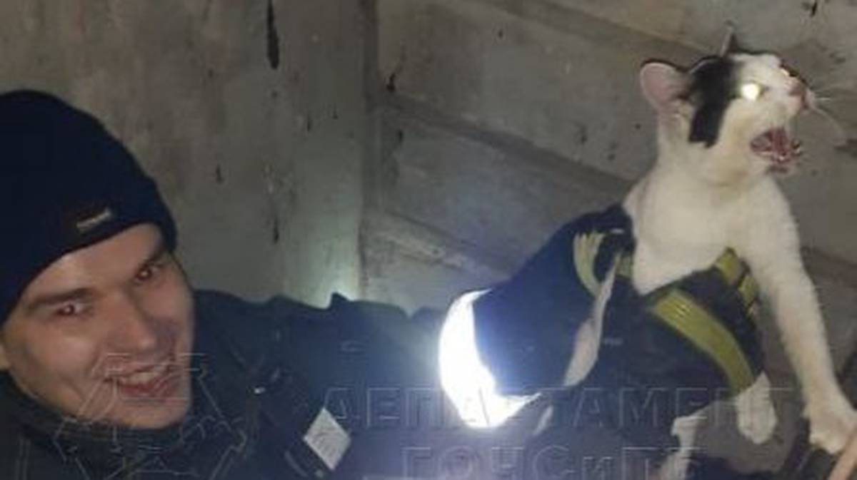 Спасатели в Москве помогли застрявшей в подвале кошке