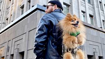 Пес с нами: как можно благоустроить площадки для питомцев