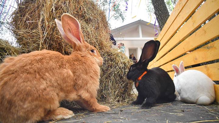 «Зайкин дом» в парке «Сказка» в Крылатском / Фото: Сергей Киселев / АГН Москва «Зайкин дом» в парке «Сказка» в Крылатском / Фото: Сергей Киселев / АГН Москва
