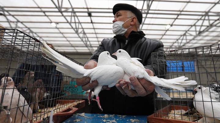 Выставка-ярмарка голубей в ТК «Садовод» / Фото: Кирилл Зыков / АГН Москва