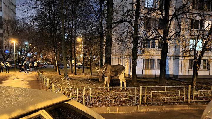 Операция по поимке лося в районе Бирюлево Восточное / Фото: Денис Воронин / АГН Москва