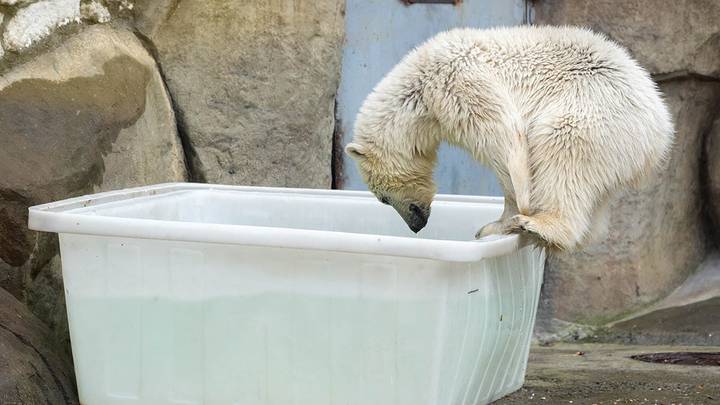 Спасенный белый медвежонок в вольере Московского зоопарка / Фото: Денис Гришкин / АГН Москва