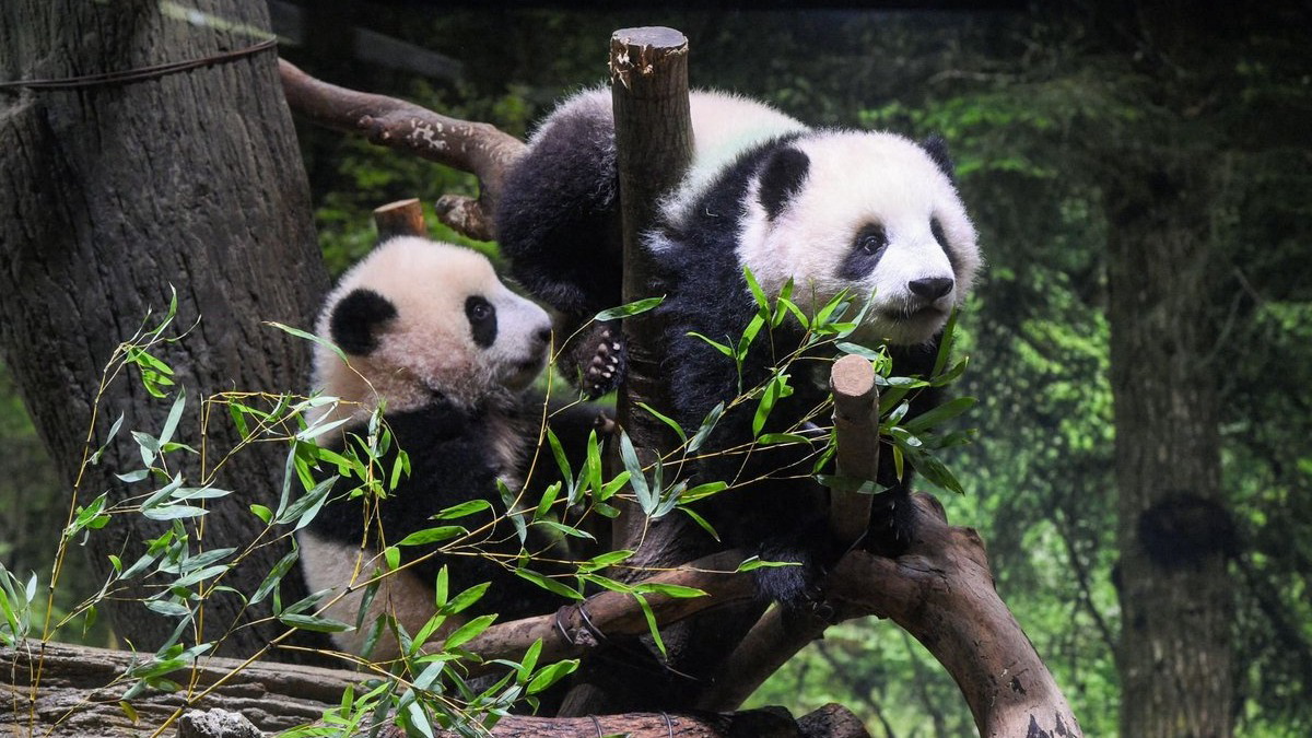 Близнецов — детенышей панды представили публике в зоопарке Токио