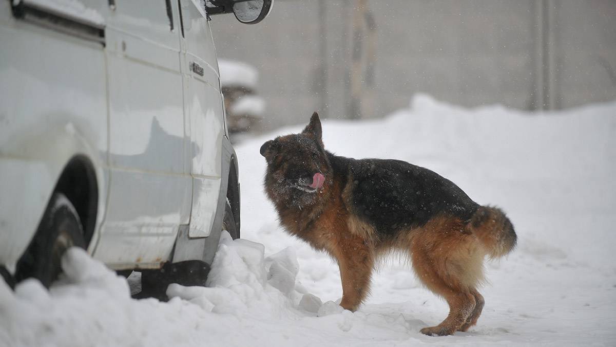 Собака чуть не загрызла восьмилетнего мальчика во дворе дома на юго-востоке Москвы