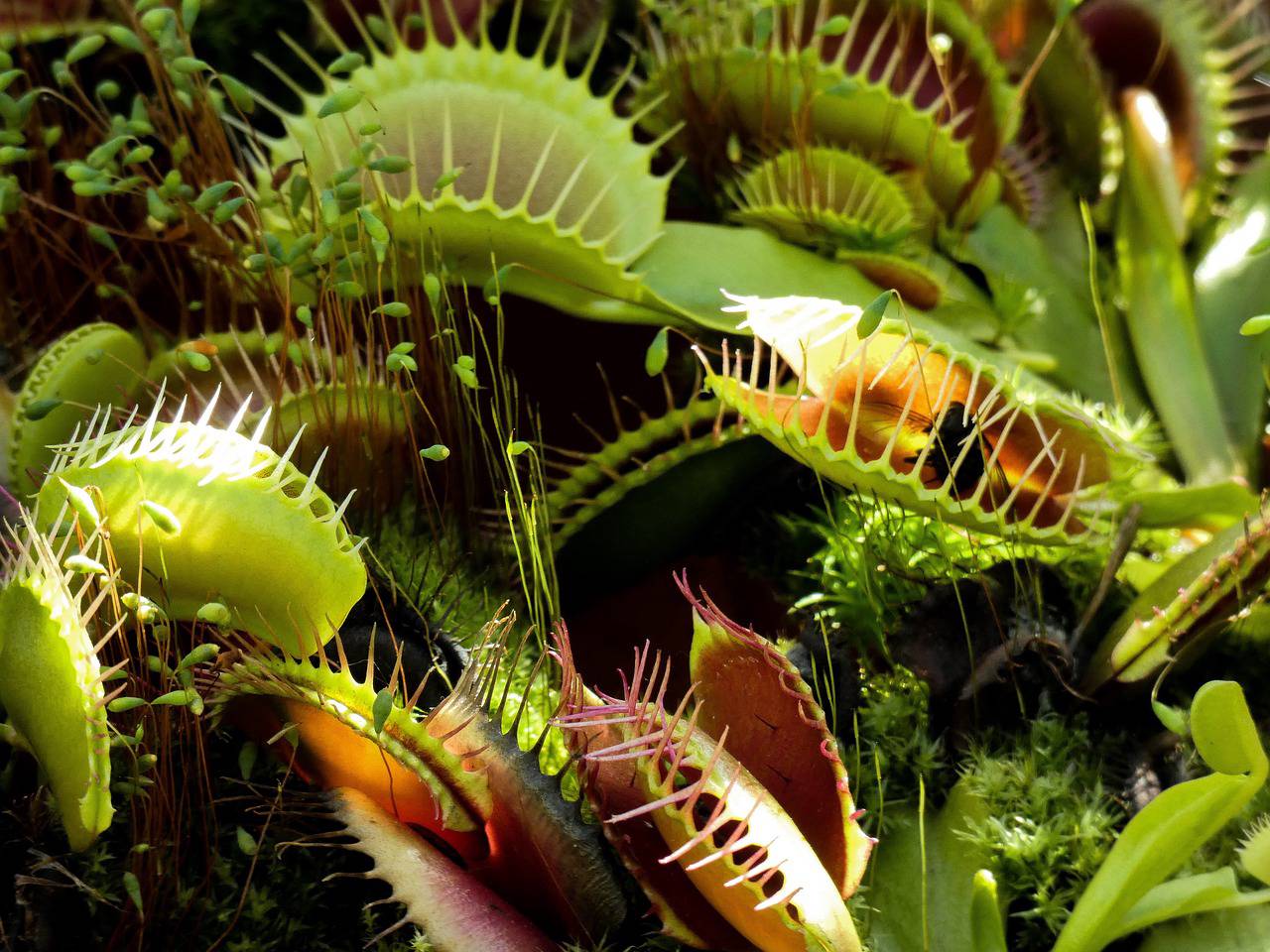 Хищные растения: лекцию прочитают в зоологическом музее МГУ. Фото: pixabay.com