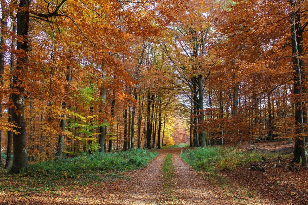 Звуки леса: тематическую экскурсию организуют в «Битцевском лесу». Фото: pixabay.com