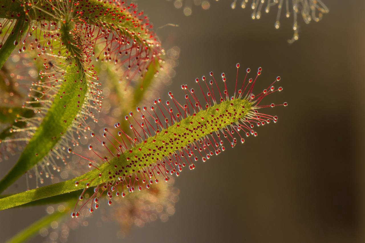 Хищные растения питаются живыми существами, так как произрастают в почвах, лишенных питательных веществ. Фото: pixabay.com