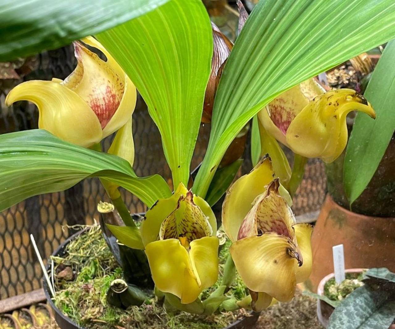В Пальмовой оранжерее посетители смогут увидеть уникальный цветок, размеры которого около девяти сантиметров. Фото: Telegram-канал Ботанического сада МГУ 