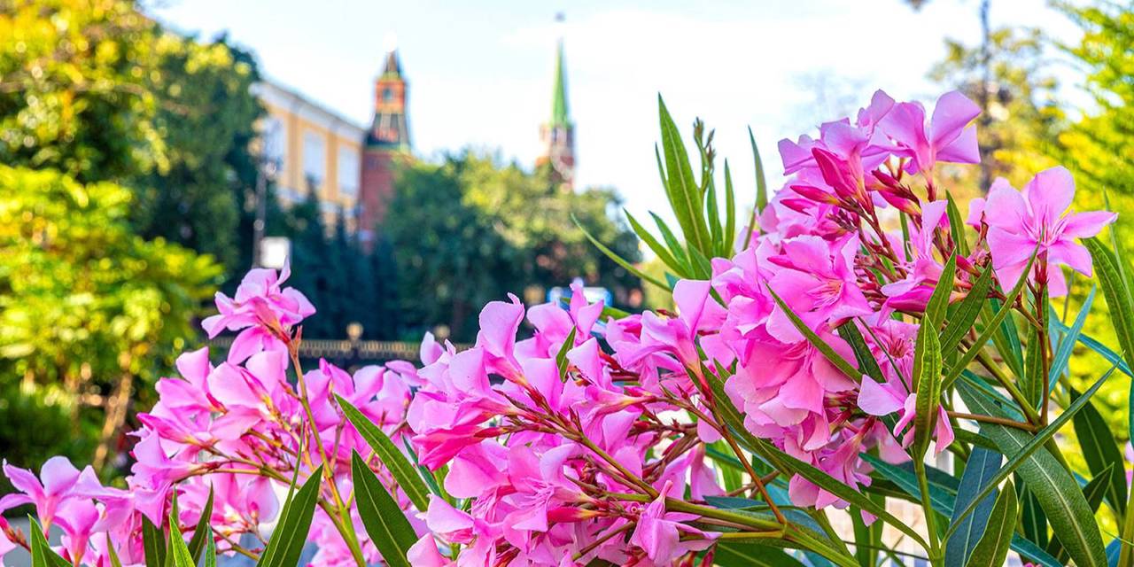 В Московский зоопарк поступит более трех тысяч редких и экзотических растений. Фото: пресс-служба Департамента торговли и услуг города Москвы