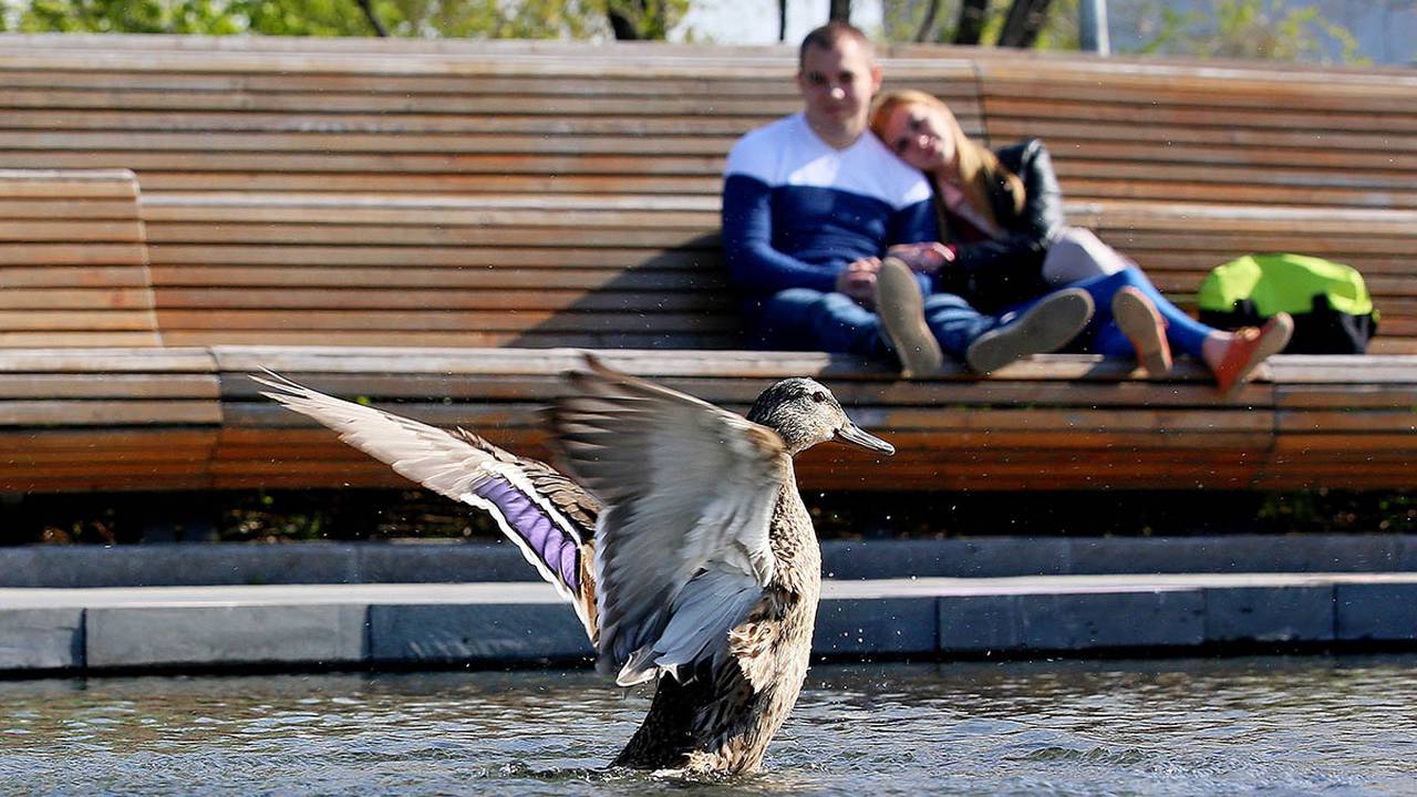 На городских водоемах установят почти 200 плавучих домиков для уток. Фото: Антон Гердо «Вечерняя Москва»