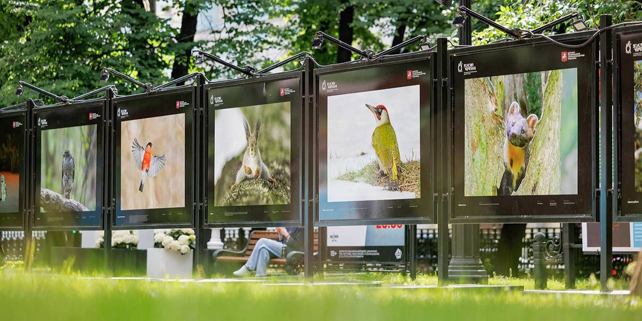 В экспозиции, помимо фотографий, можно узнать при каких обстоятельствах был сделан кадр. Фото: пресс-служба Департамента природопользования и охраны окружающей среды города Москвы
