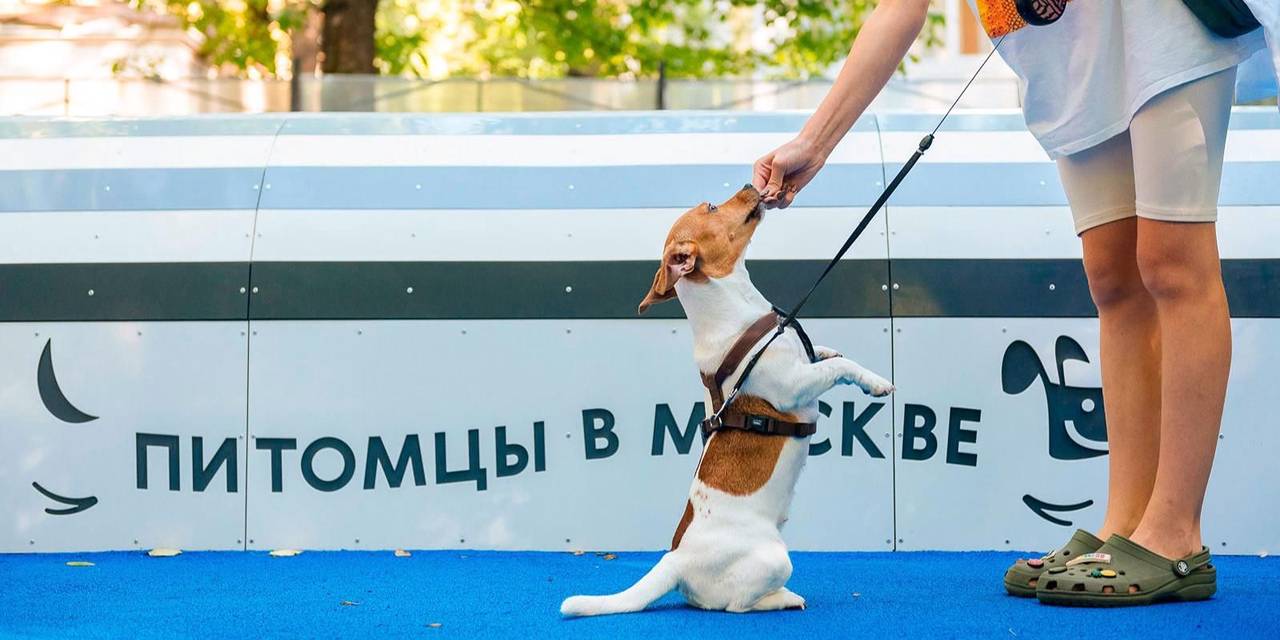 Курс разработан зоотехником-кинологом, преподавателем Российской кинологической федерации и автором ряда профильных изданий Евгением Цигельницким. Фото: пресс-служба автономной некоммерческой организации «Комплексное развитие района «Мой район»